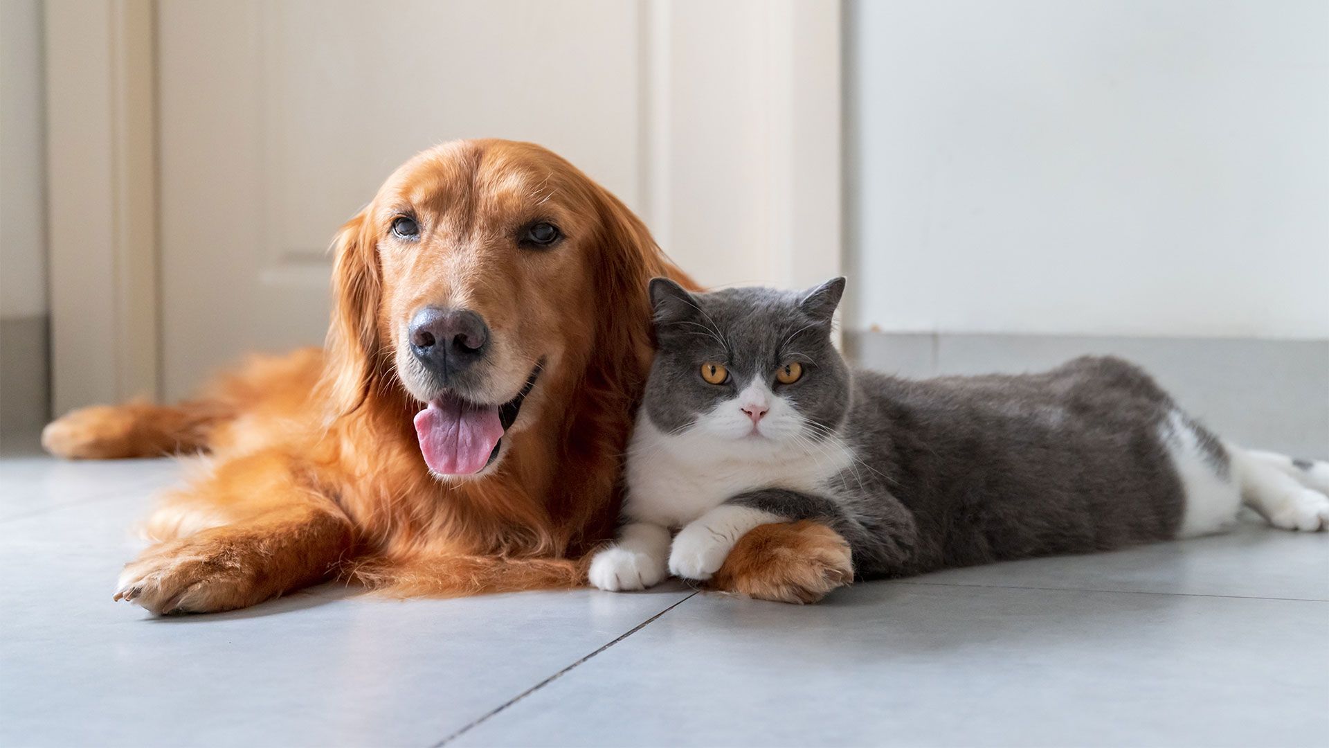 Golden retriever and gray and white cat lying together on a floor, both looking forward.