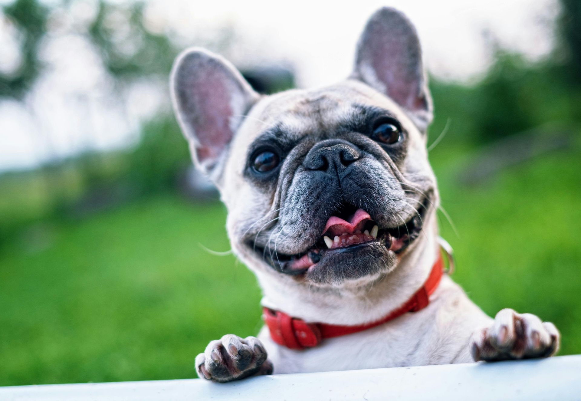 Smiling French bulldog wearing a red collar, paws on a white surface, green background.