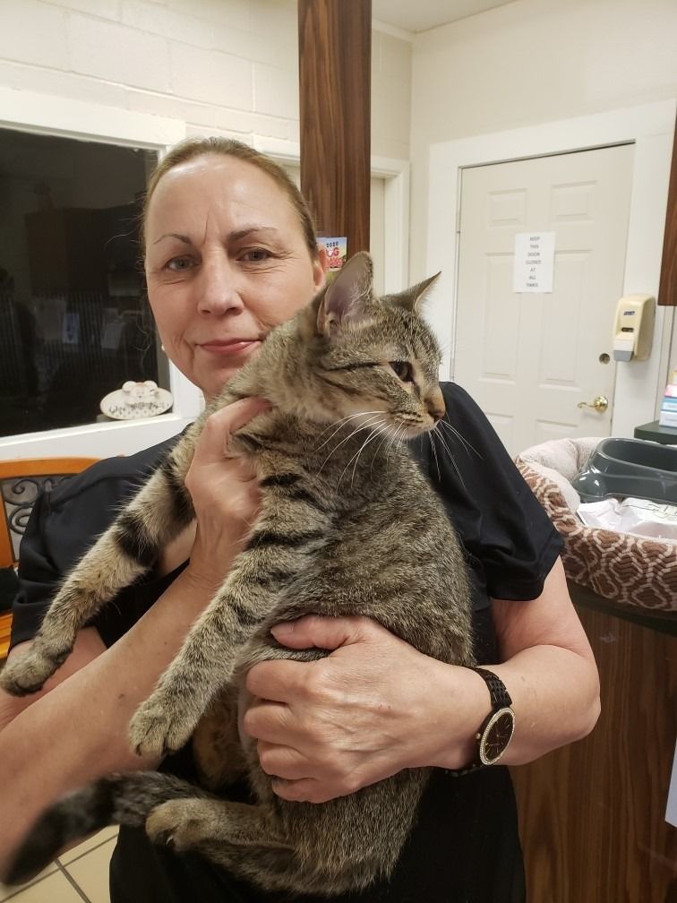 Woman holding a tabby cat in an indoor setting.