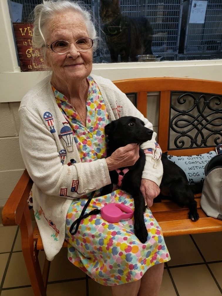 Woman holding a small black dog on a bench; cat in background.