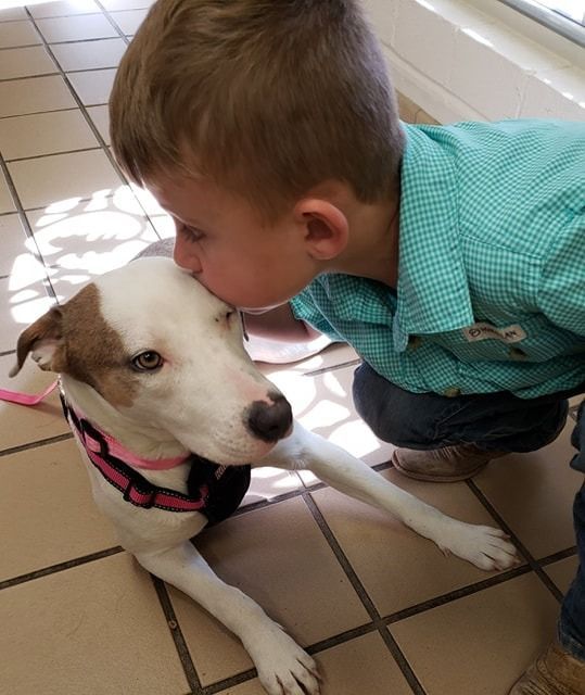 Boy kisses a white and brown dog on the head. Both are on a tiled floor; the dog wears a pink harness.