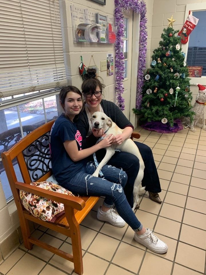 Two people sit on a bench with a yellow lab dog. Christmas tree and decorations in background.