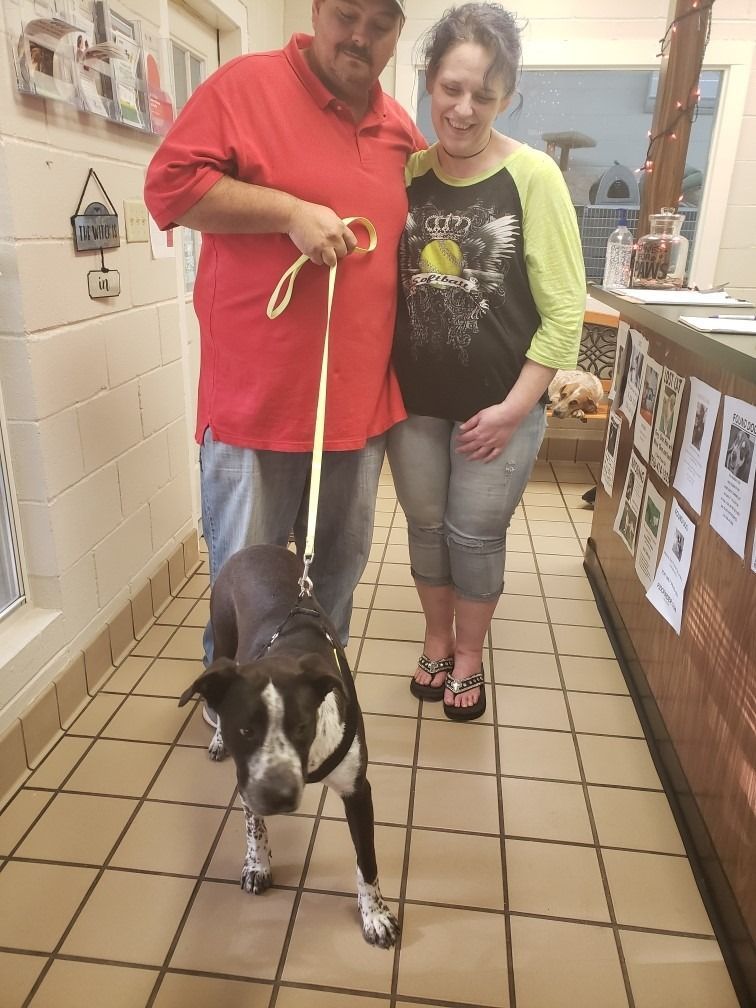Couple adopts a dog at a shelter. Man holds leash, woman smiles. Black and white dog stands on tile floor.
