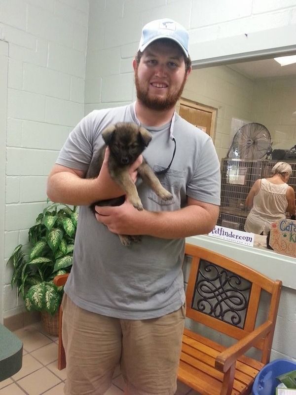 Man in gray shirt holds a small brown puppy in an animal shelter.