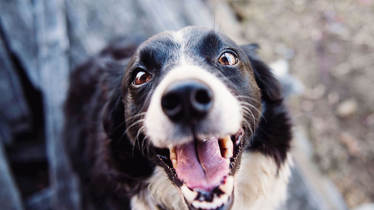 Black and white dog with mouth open, panting, looking up with wide eyes.
