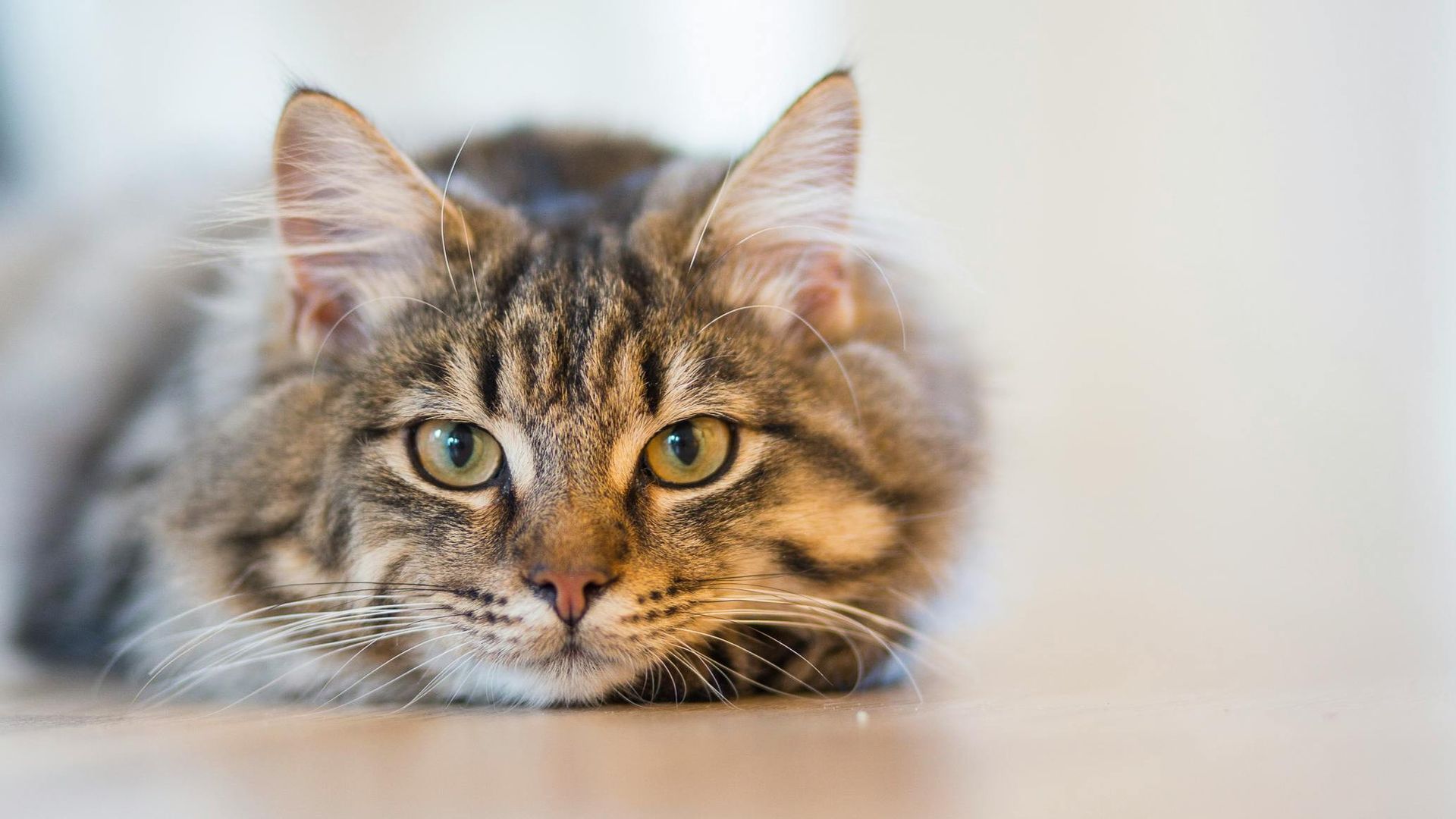 Brown tabby cat lying down, looking at the camera.