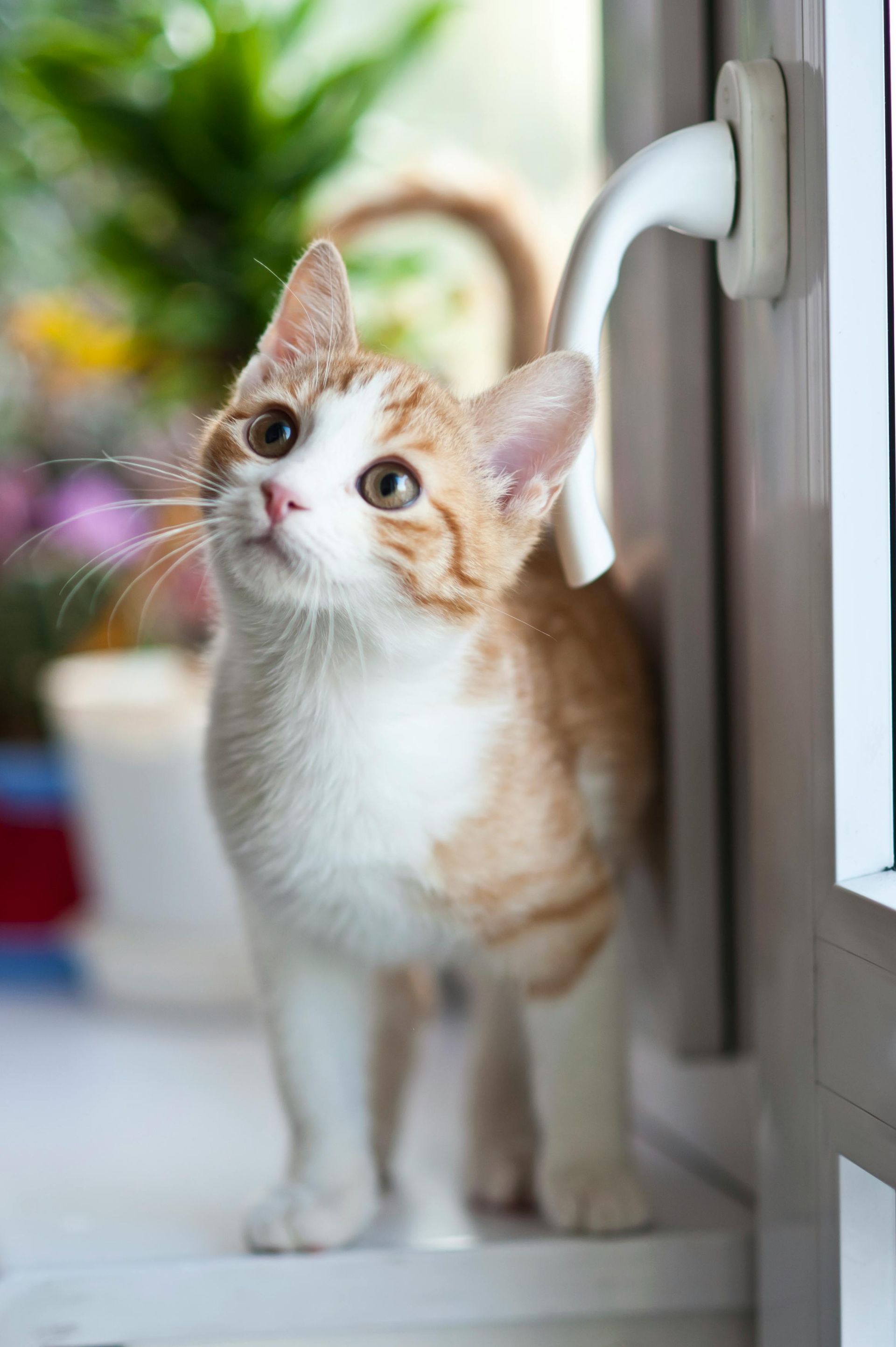 Orange and white kitten standing on a windowsill, looking upwards with a curious expression.