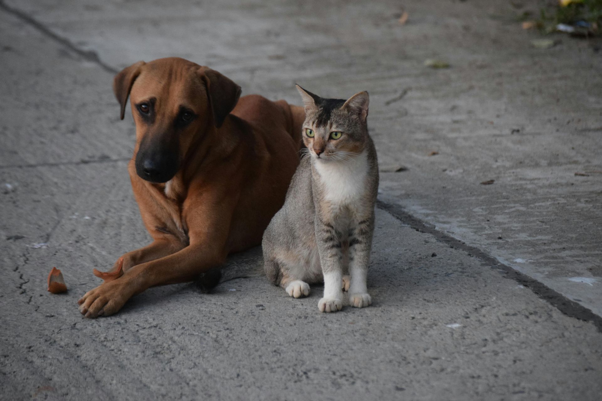 Dog and cat sit together on pavement, dog looking down, cat looking right; brown and gray.
