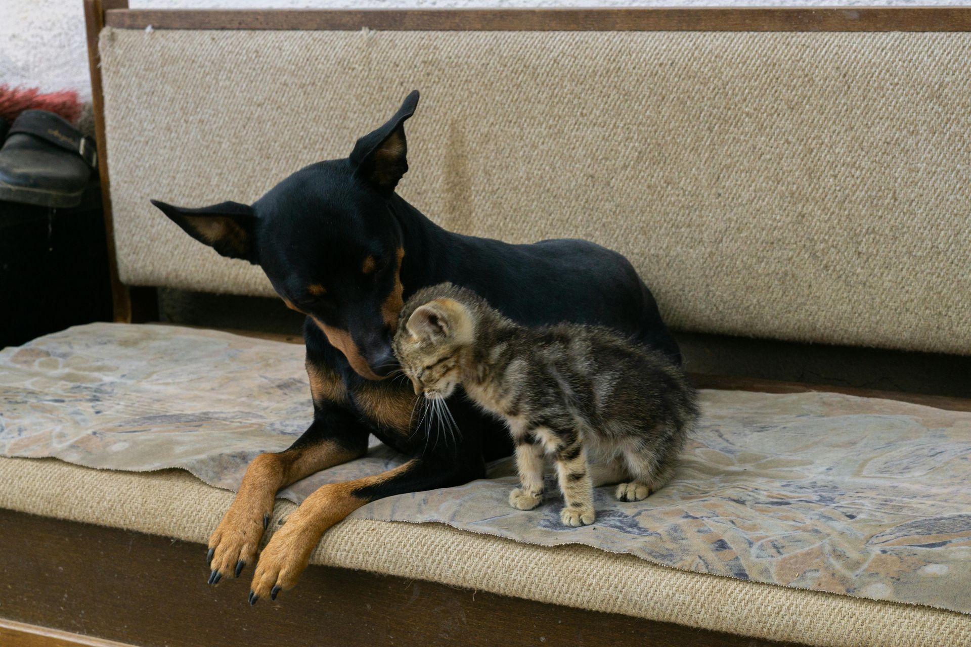 Dog and kitten cuddling on a patterned cushion. The dog is black and tan, and the kitten is gray tabby.