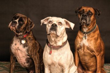 Three Boxer dogs sitting against a dark backdrop; one brindle, one white, one brown.