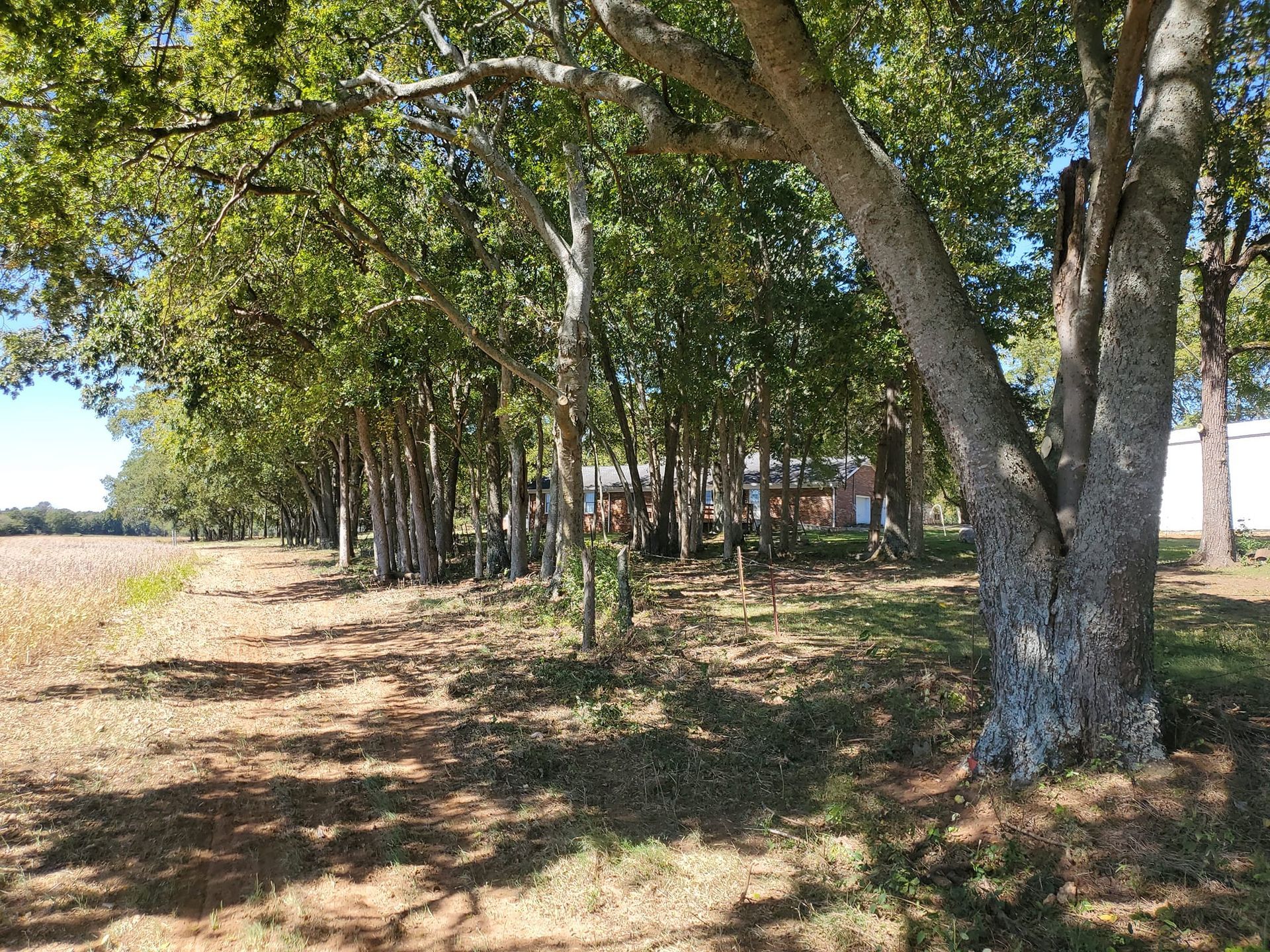 A row of trees in a field with a house in the background.