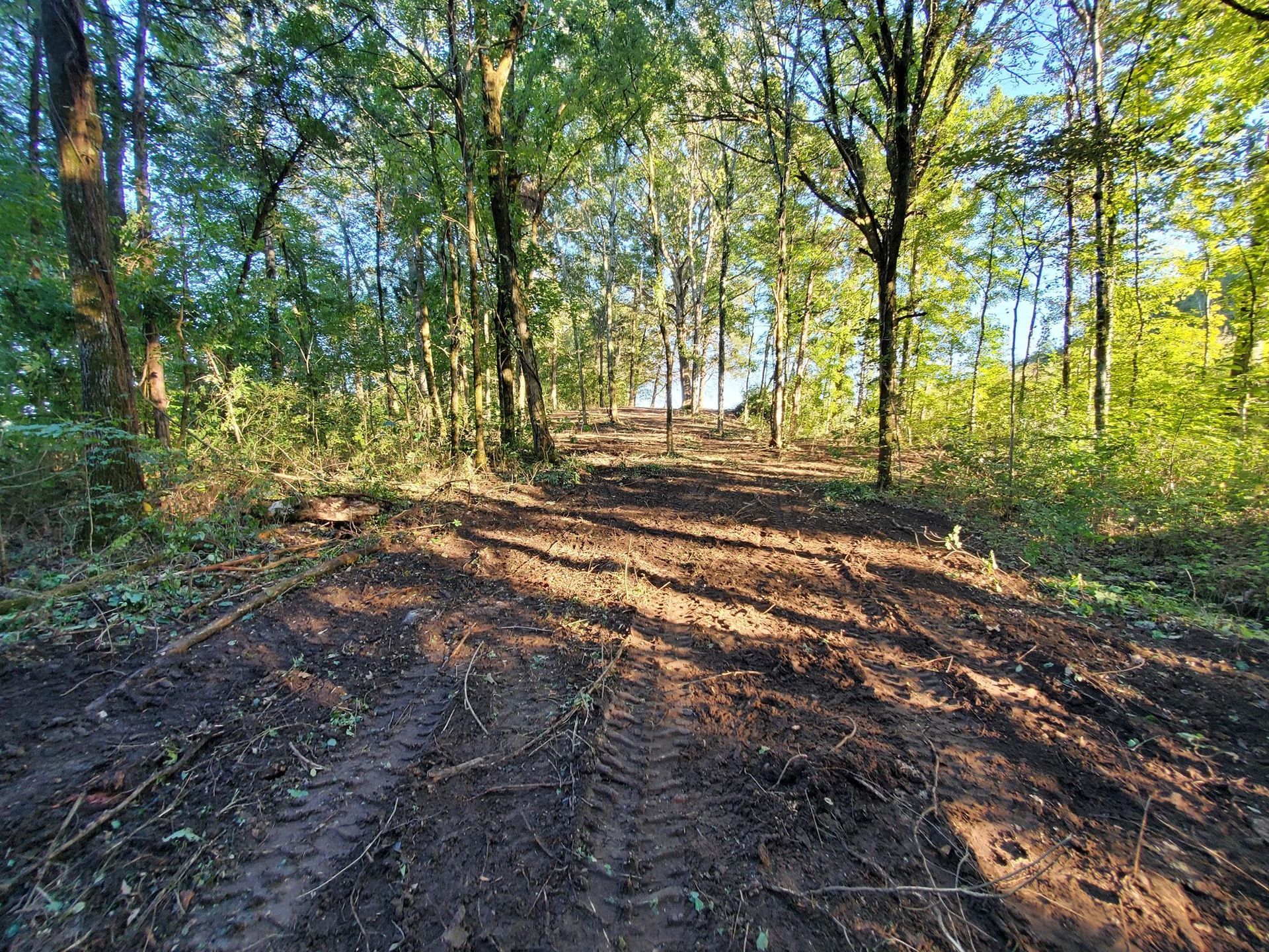 A dirt road in the middle of a forest surrounded by trees.