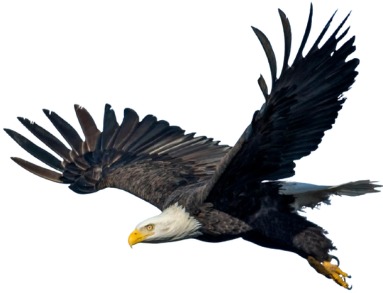A bald eagle is flying in the air with its wings spread
