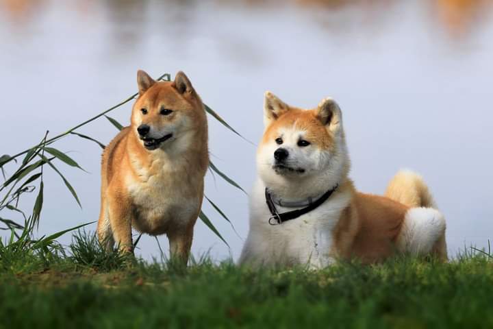 Akitarescue, buddy voor mens en akita, hond in evenwicht