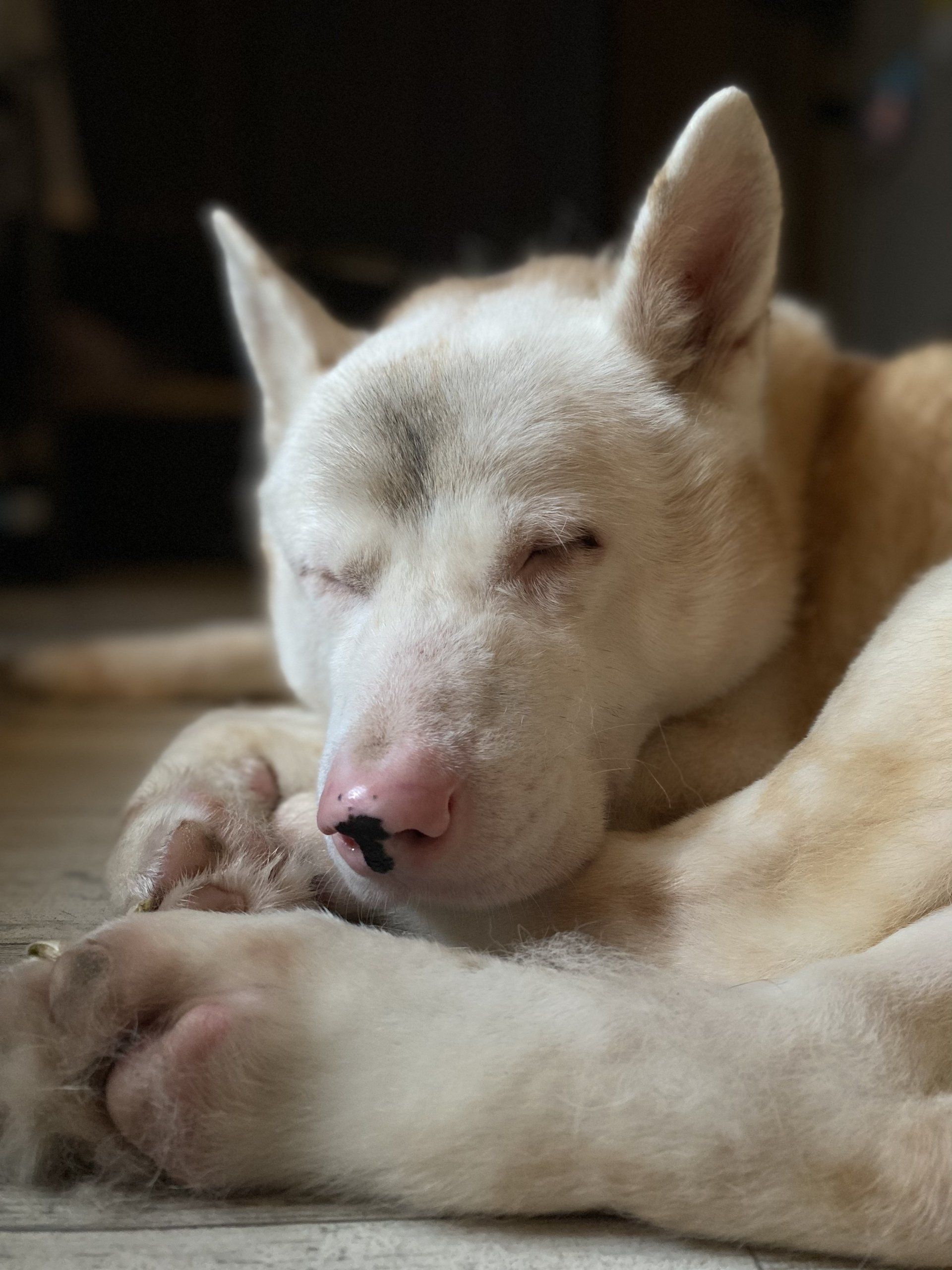 Akita rescue