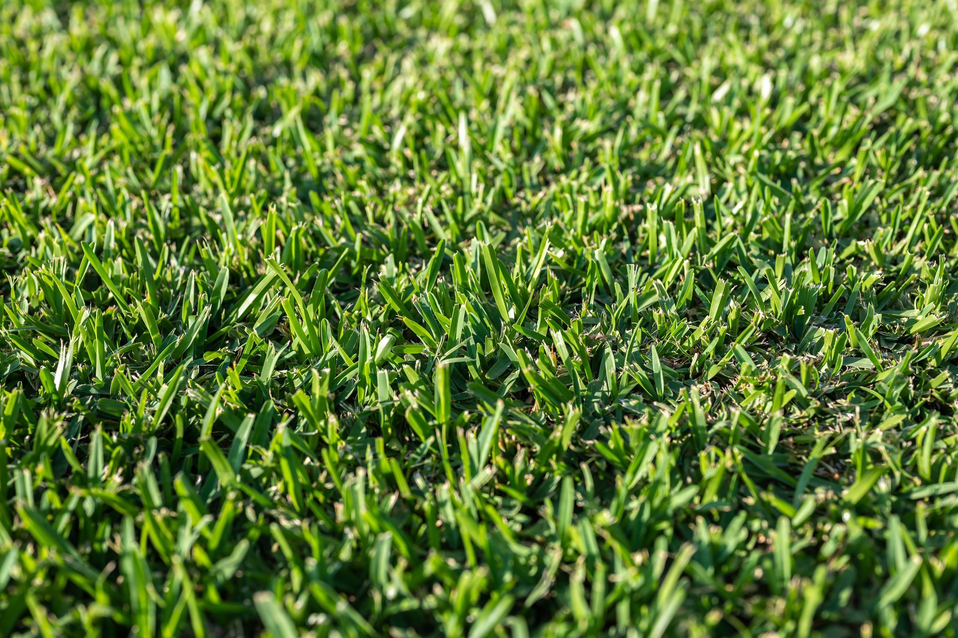 Lushful Grass — Sydney NSW — Aussie Turf & Soil