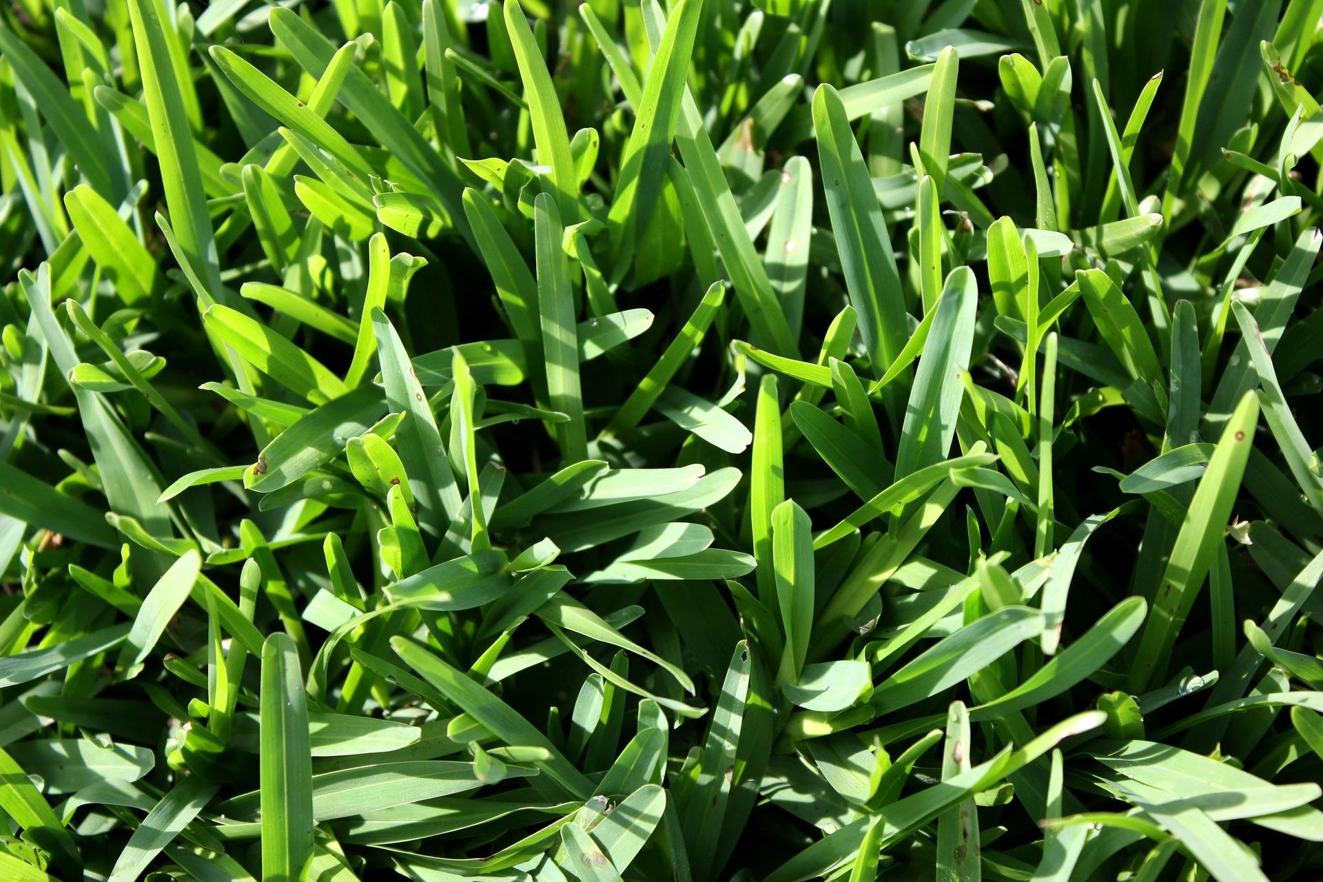 Matilda Turf Grass — Sydney NSW — Aussie Turf & Soil