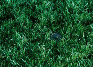 Turf Grass — Sydney NSW — Aussie Turf & Soil