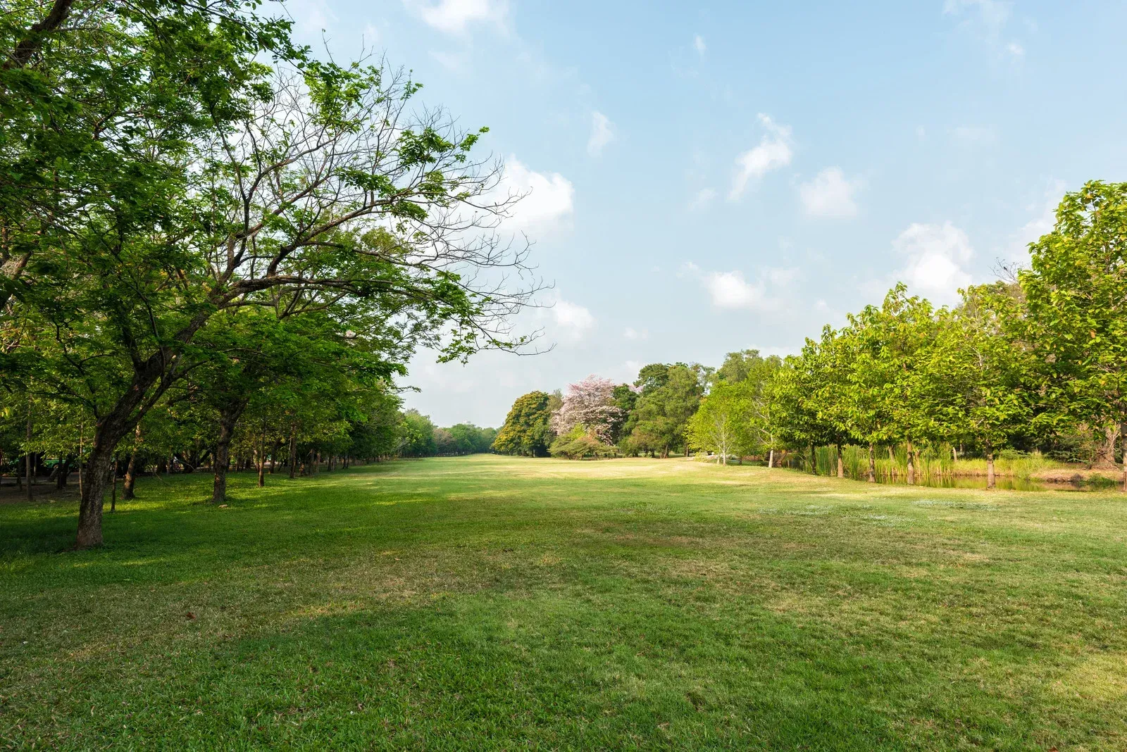 A lush green field surrounded by trees on a sunny day.