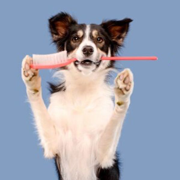 A brown dog is holding a yellow toothbrush in its mouth