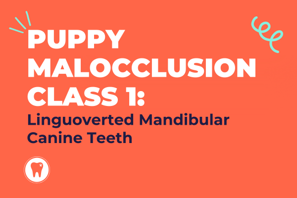 Puppy malocclusion class 1 : linguovected mandibular canine teeth