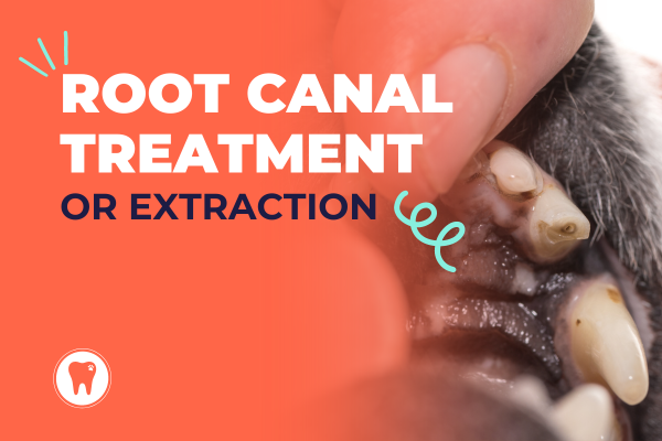 Puppy malocclusion class 1 : linguovected mandibular canine teeth