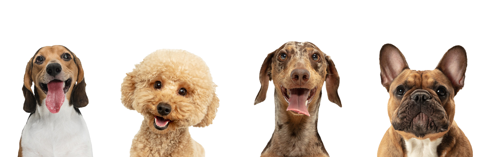 Four dogs of different breeds are sitting next to each other on a white background.