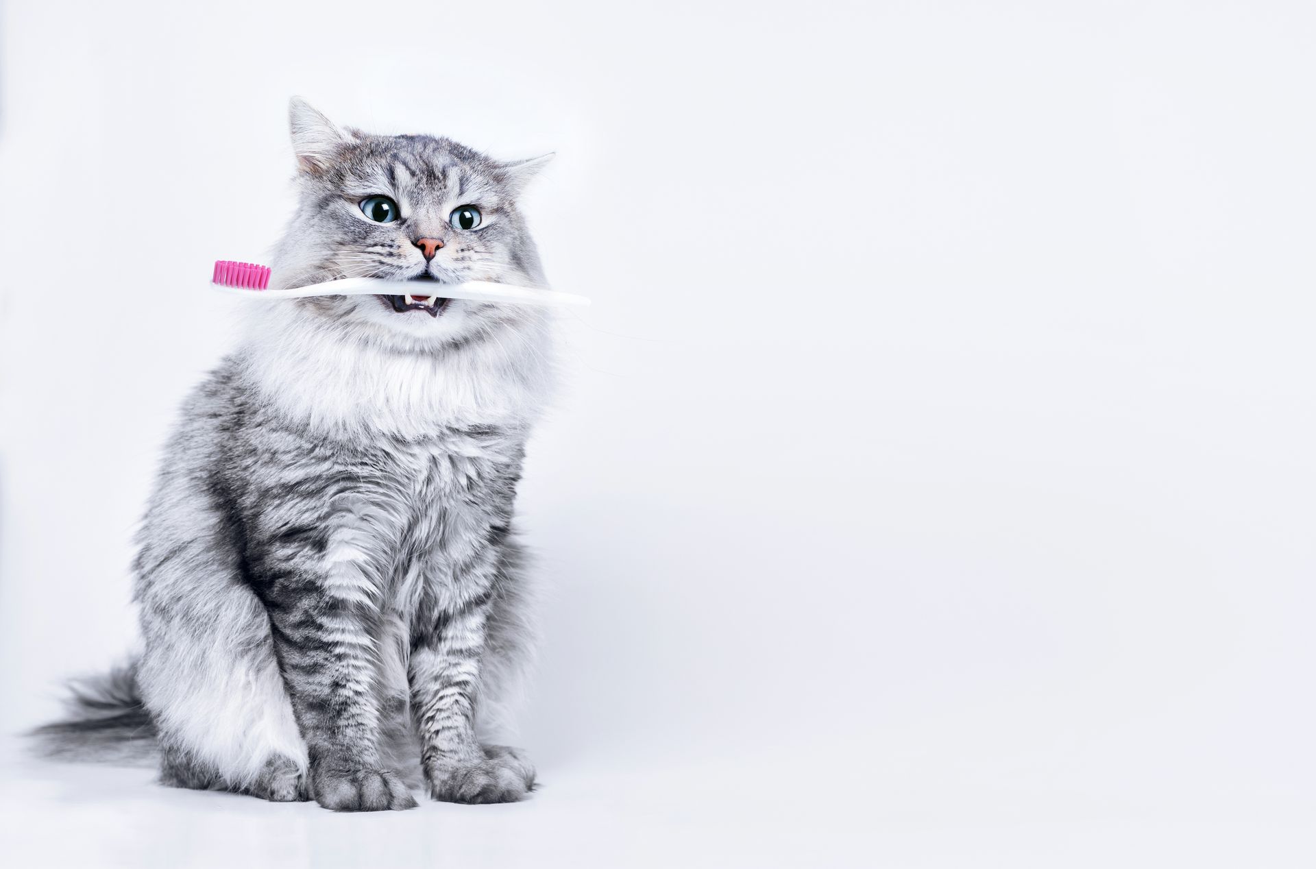 A cat is holding a toothbrush in its mouth.