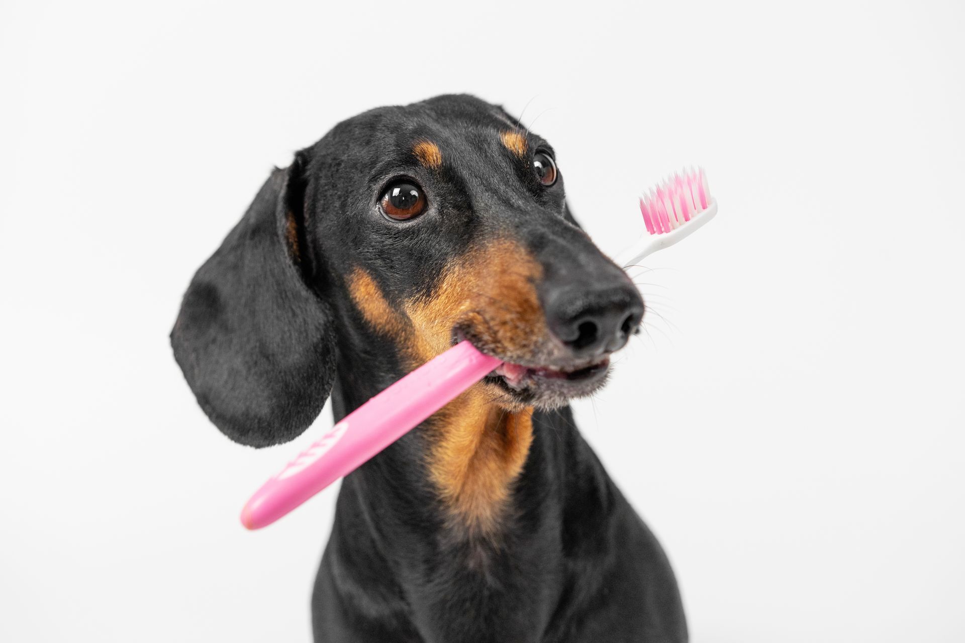 A dachshund is holding a pink toothbrush in its mouth.