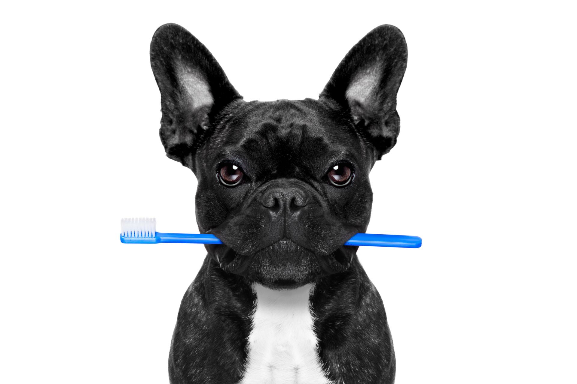 A black and white dog is holding a blue toothbrush in its mouth.