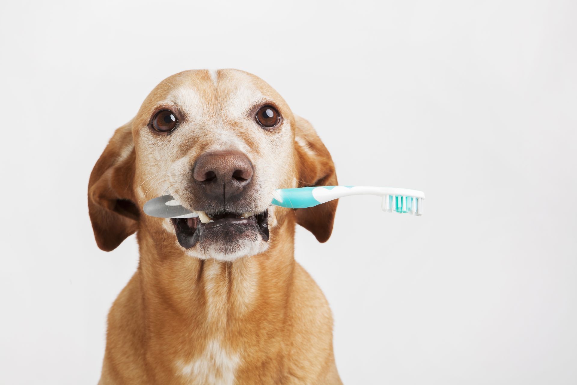A dog is brushing its teeth with a toothbrush.