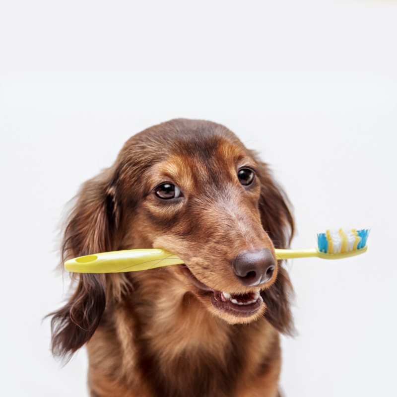 A brown dog is holding a yellow toothbrush in its mouth