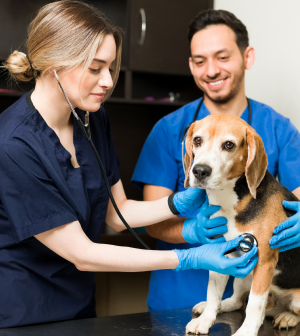 A man and a woman are examining a dog with a stethoscope