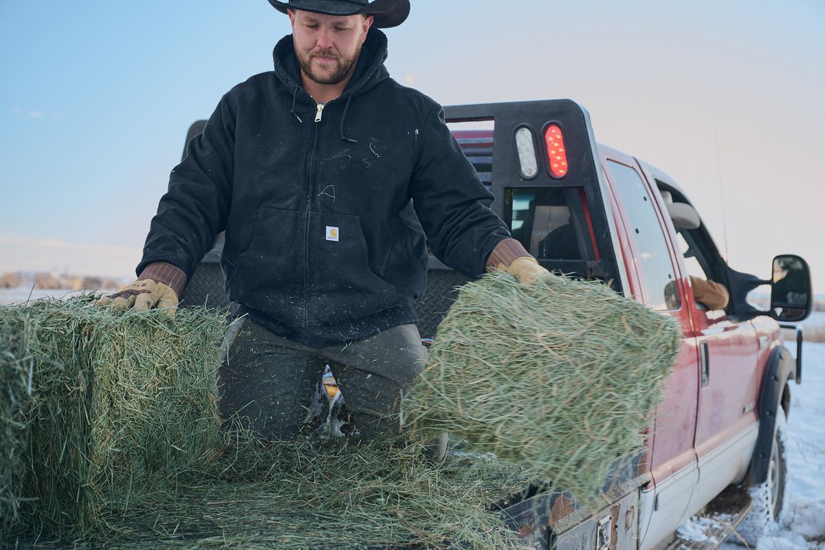 Cowboy wearing our Carhartt Jacket to move bails of hay