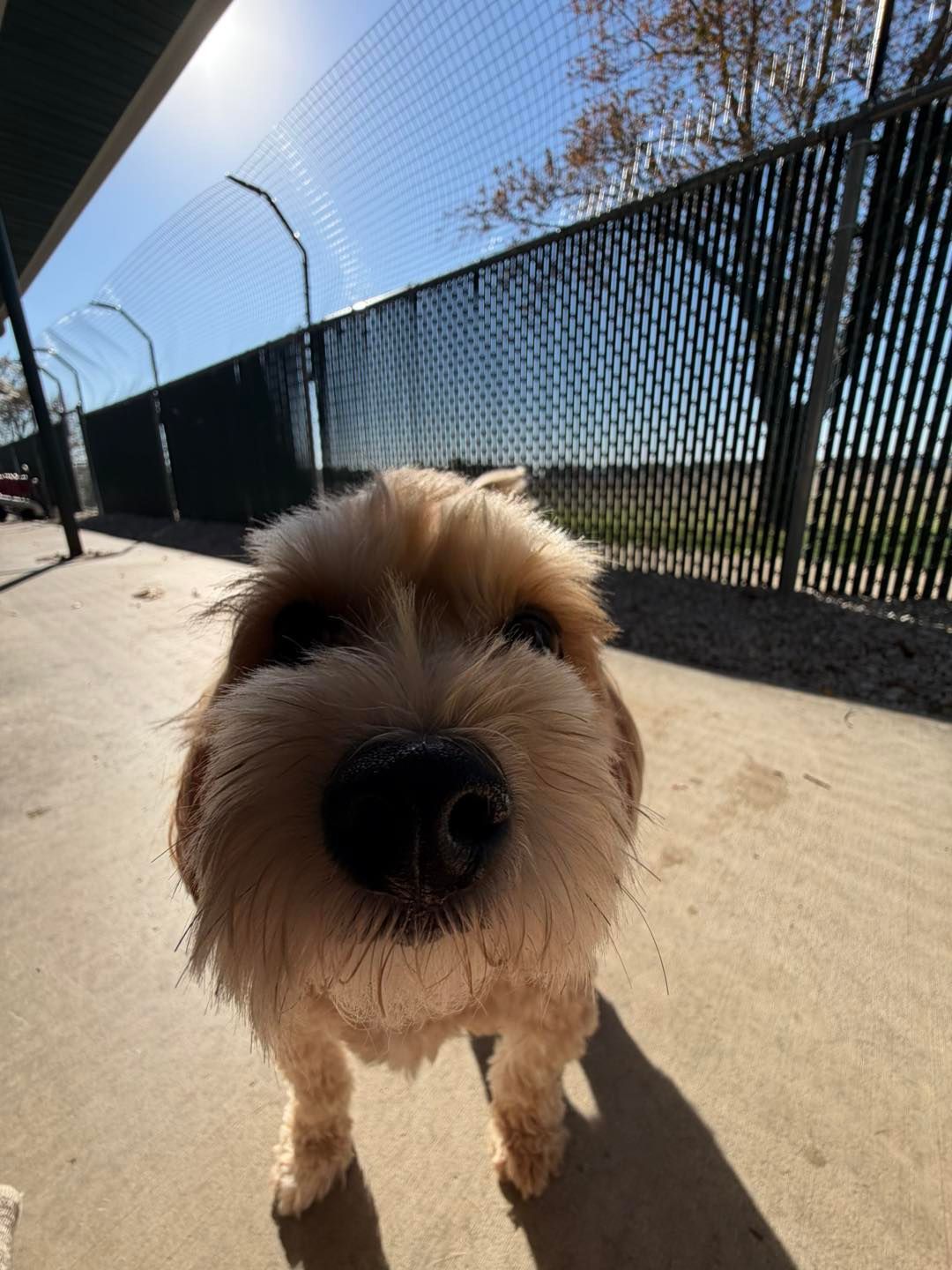 Golden Retriever sitting in a white bathtub, wet fur, smiling with mouth open.