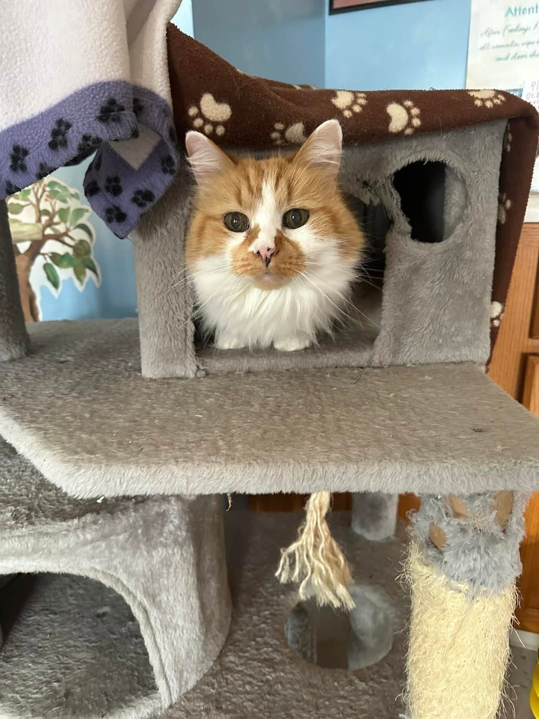 Golden retriever on a leash walking in a field with a blue sky and green plants in the background.