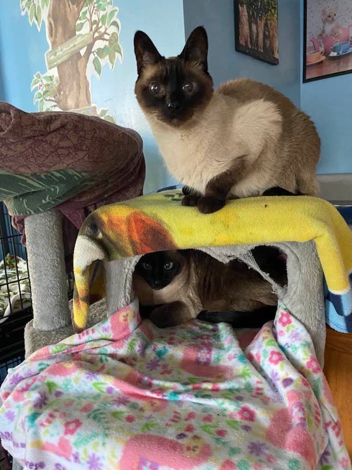 Golden Retriever sitting in a white bathtub, wet fur, smiling with mouth open.