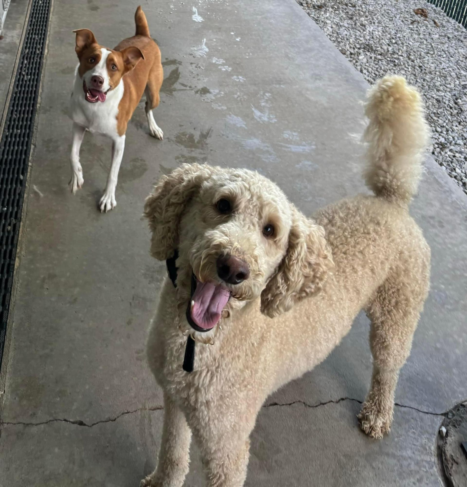 Two dogs outdoors, one tan poodle and one brown and white dog, both panting.