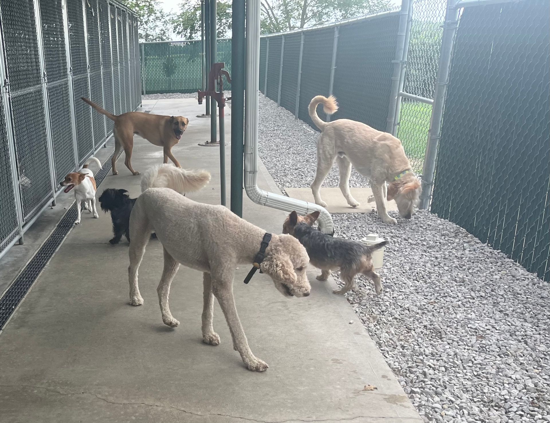 Dogs in outdoor kennel, some sniffing ground, others walking. Metal fencing, concrete path.