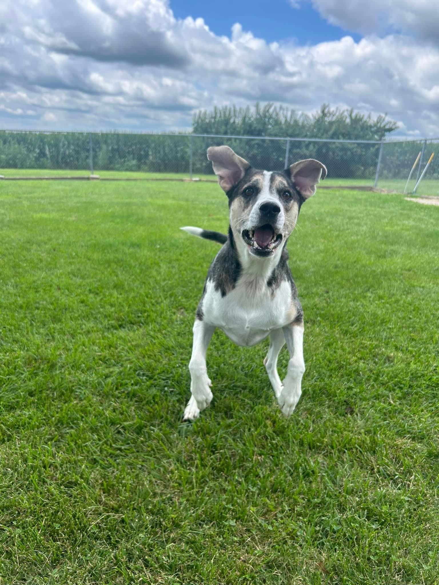 Dog, black, brown and white, running on green grass with mouth open, outdoors.