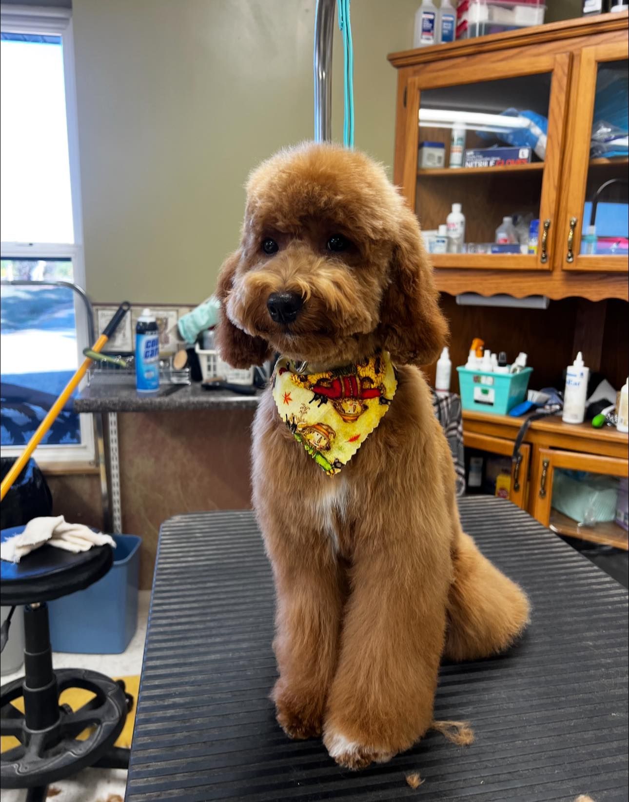 Two dogs outdoors, one tan poodle and one brown and white dog, both panting.