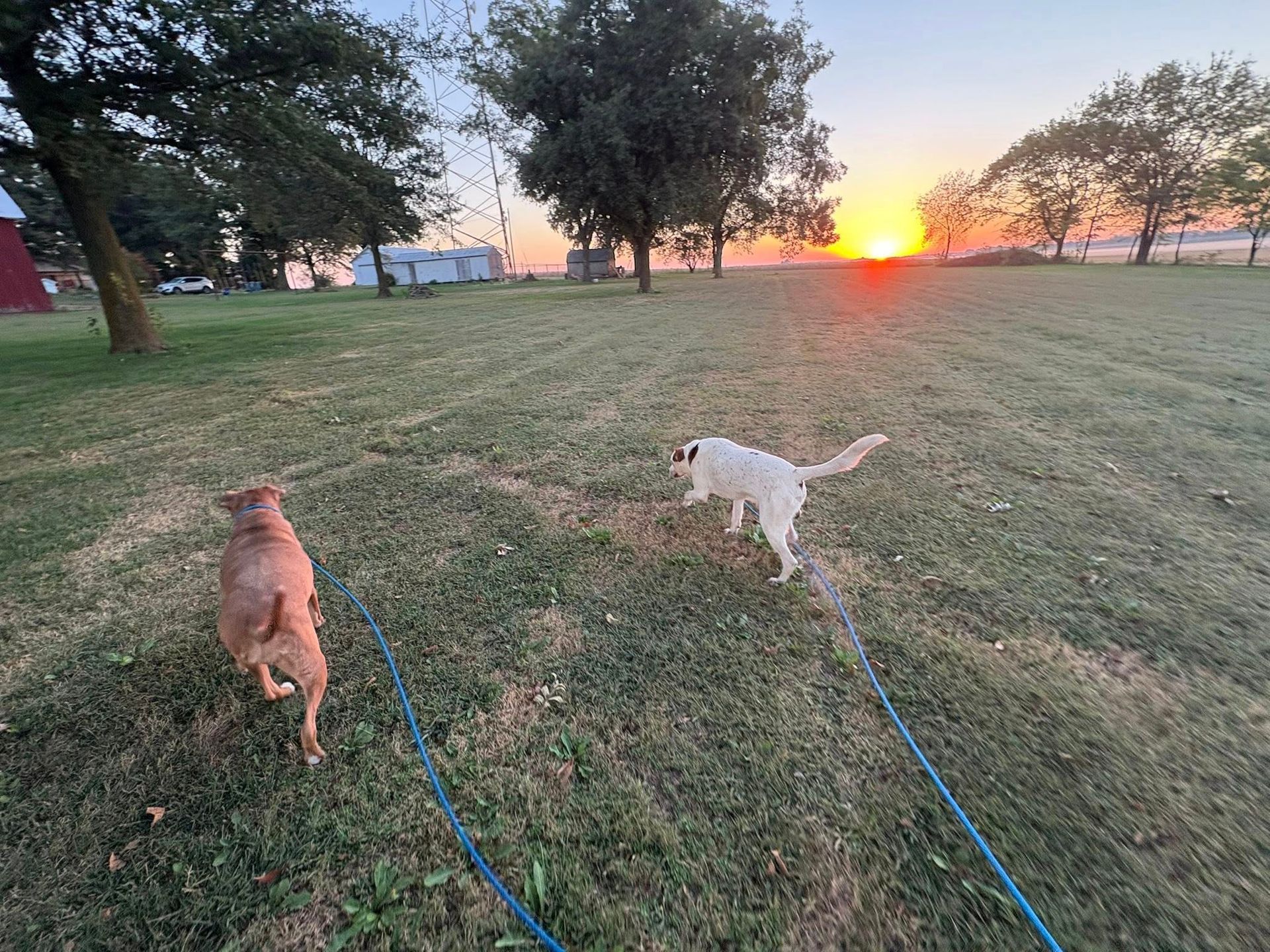 Dogs in outdoor kennel, some sniffing ground, others walking. Metal fencing, concrete path.