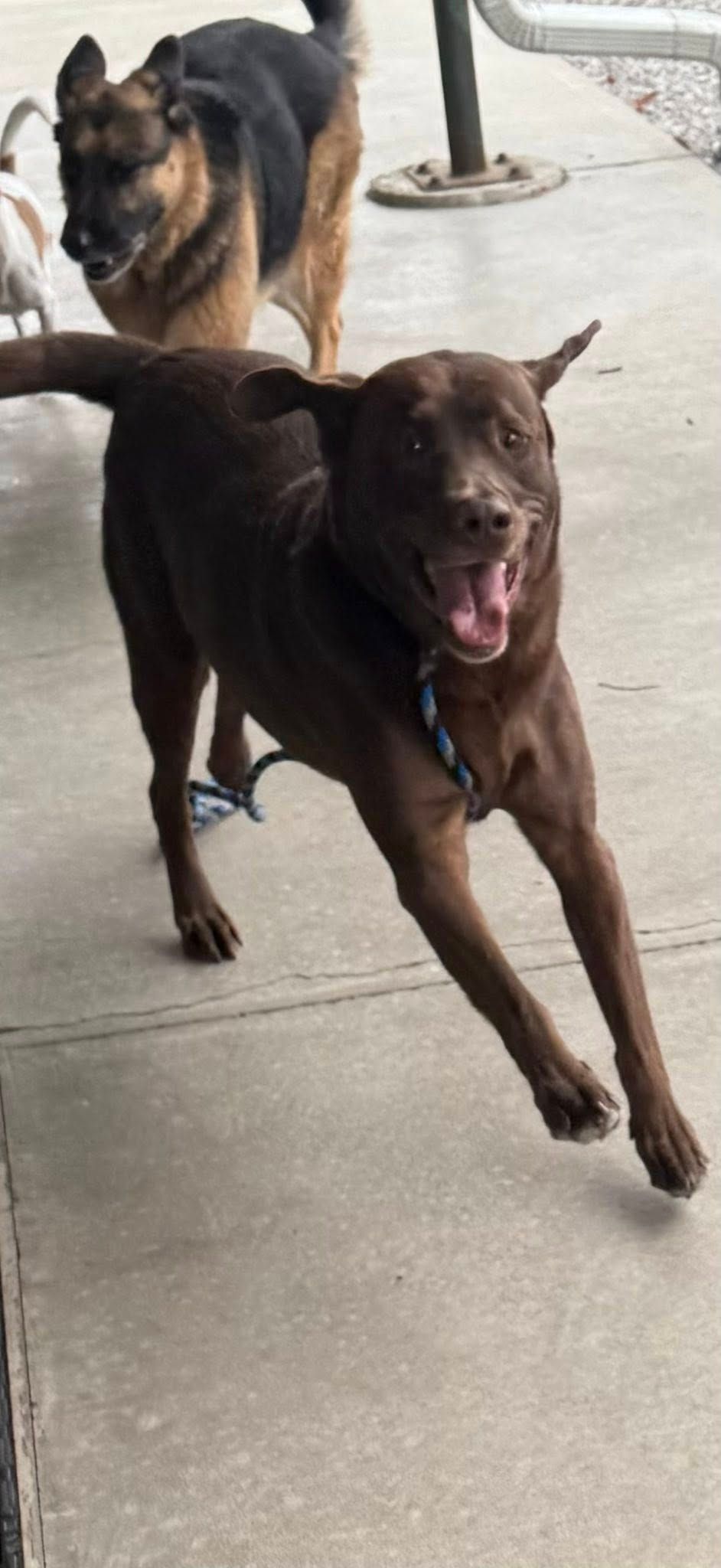 Golden Retriever sitting in a white bathtub, wet fur, smiling with mouth open.