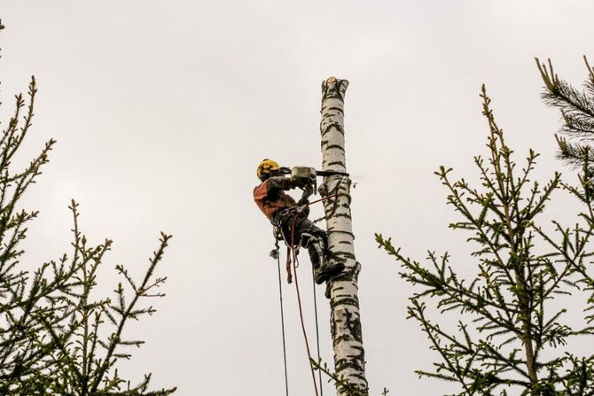 An arborist in protective gear climbs a tall birch tree to perform maintenance using a chainsaw.