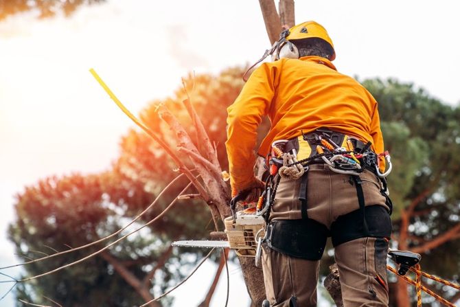 An arborist in high-visibility orange clothing and a yellow helmet uses a chainsaw while secured to a tree by a harness.