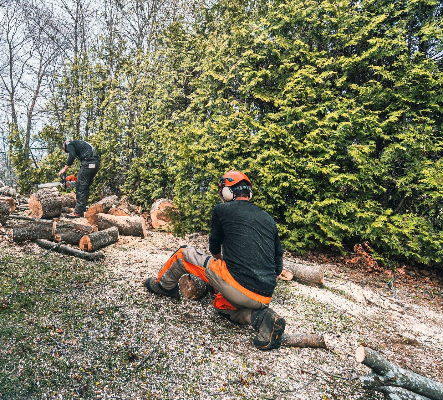 A tree specialist is sitting on a log in a forest while another man is cutting logs with a chainsaw.