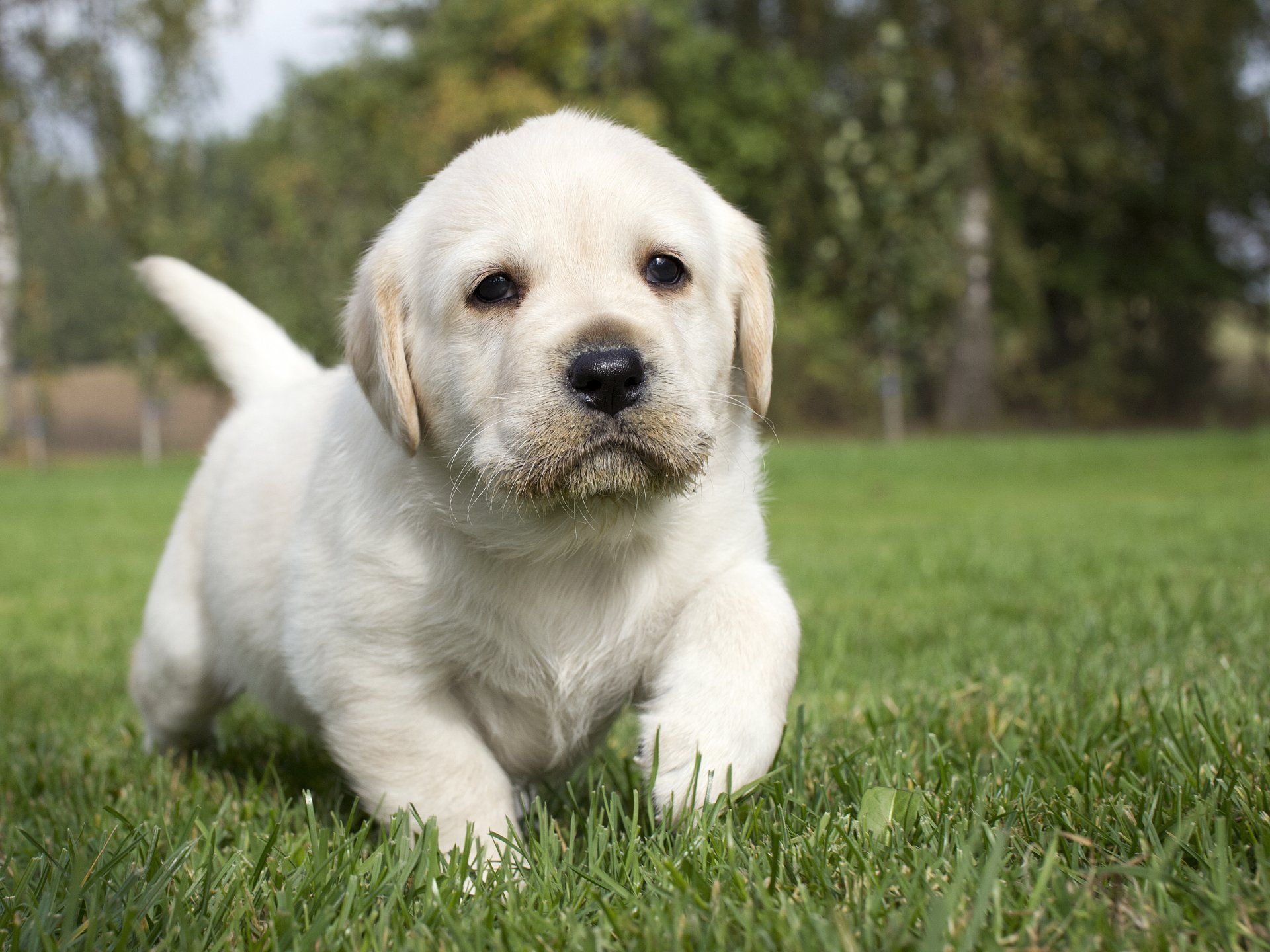 White Golden Retriever Running or Walking on Grass Field
