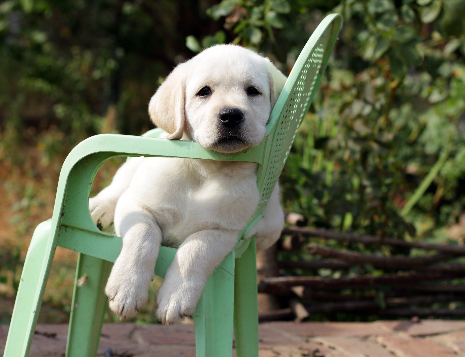 White Golden Retriever Puppy Sitting on Green Chair in Backyard