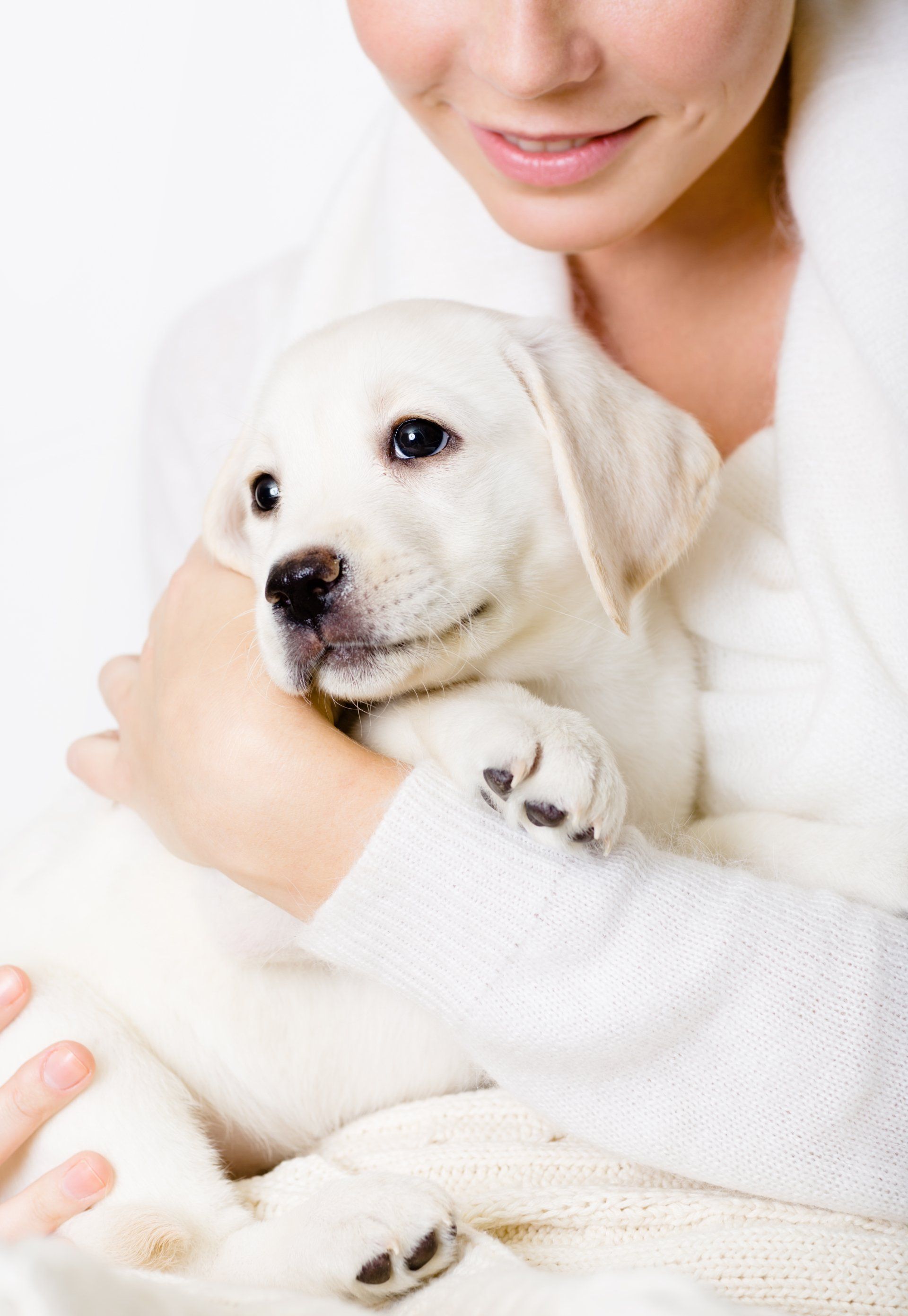 Woman hugging or holding small White Golden Retriever puppy in hands and arms