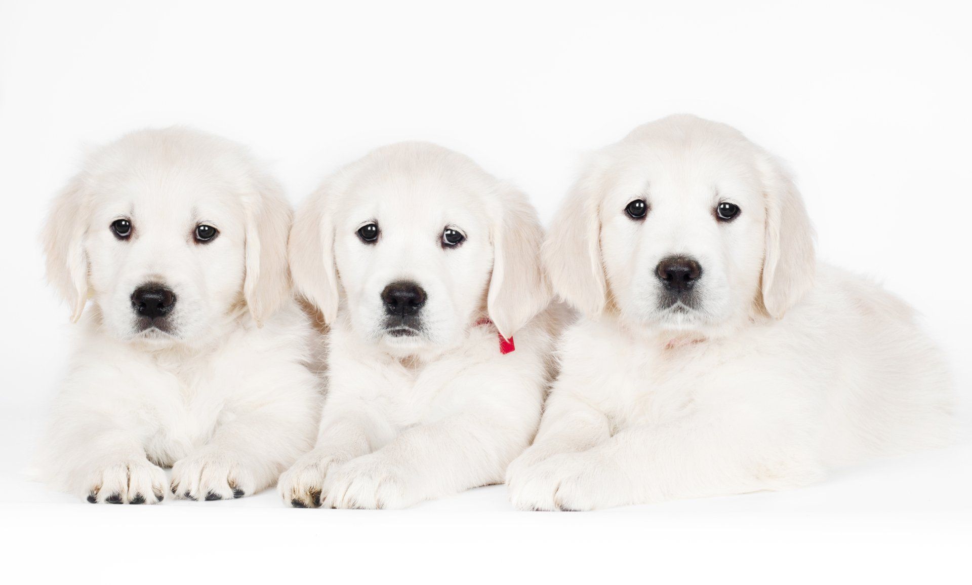 Three white puppies are laying next to each other on a white background.